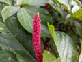 A close up of Acalypha hispida or the chenille plant flower
